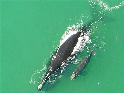 Noorkappers wys gesig in Stilbaai